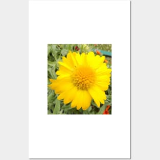 Yellow Daisy Posters and Art